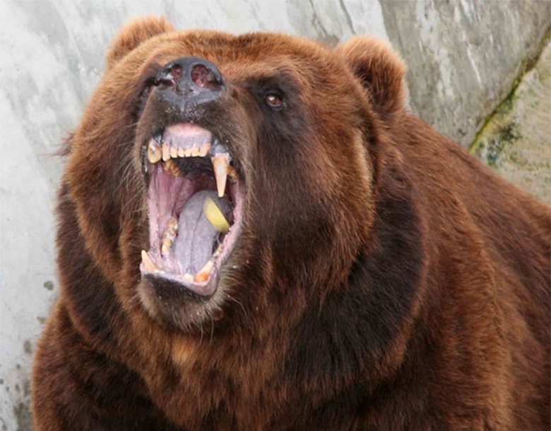 Rohkea poika pelasti sukulaiset karhulta