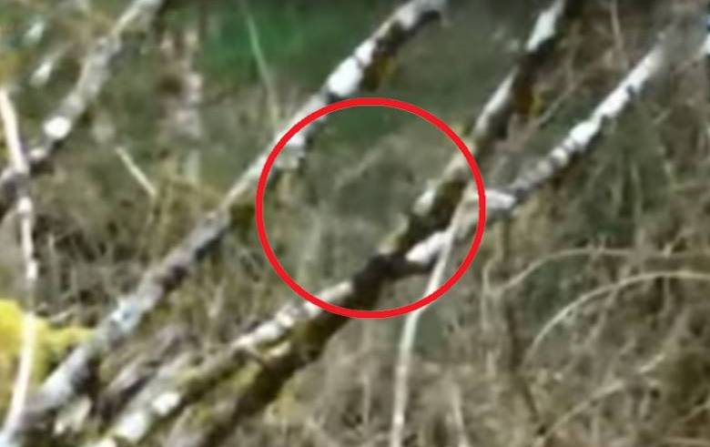 Bigfoot voi tulla näkymättömäksi