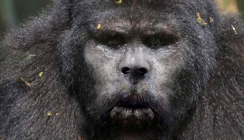 Bigfoot pelotti vakavasti Kanadan metsästäjää