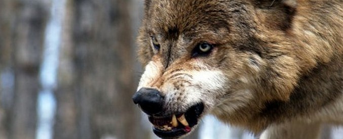 Koirat eivät ole susien jälkeläisiä