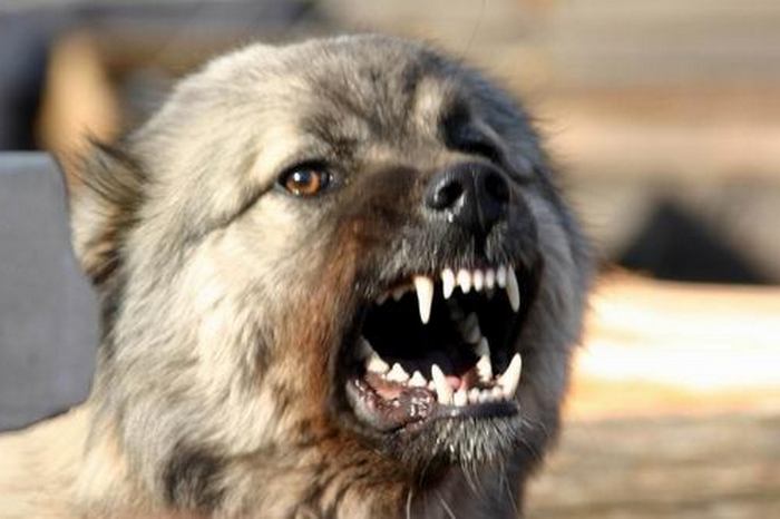 Ovatko koirat myös hulluja?