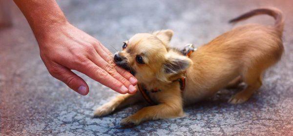 Pieni koirahyökkäys 