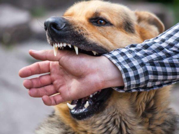 Paha koira hyökkää 