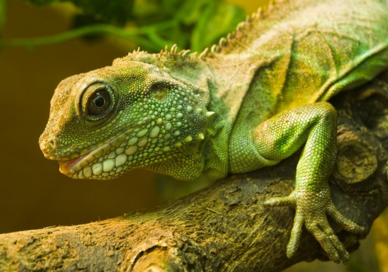 Luonut kameleonttipinnoitteen Venäjän armeijan sotilasvälineille ja sotilashenkilöstölle