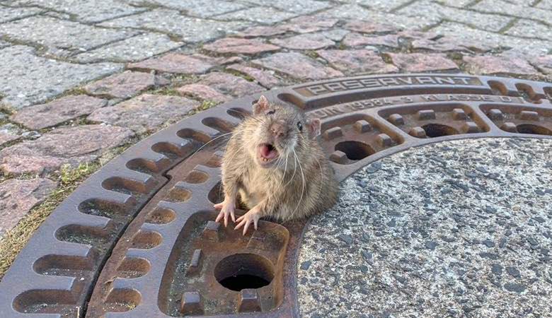 Pelastajat vapauttivat viemäriluukkuun jumittuneen rasvan rotta