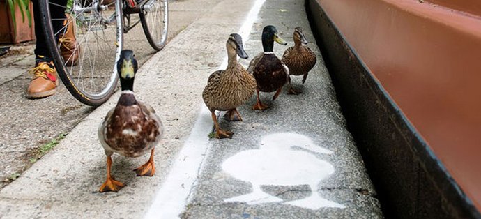 Erityiset ankkaradat esiintyivät Isossa-Britanniassa