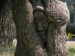 Lyön vetoa, ettet tienneet. Miksi koputamme puuta