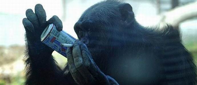 Alkoholistit kuuluvat simpansseihin