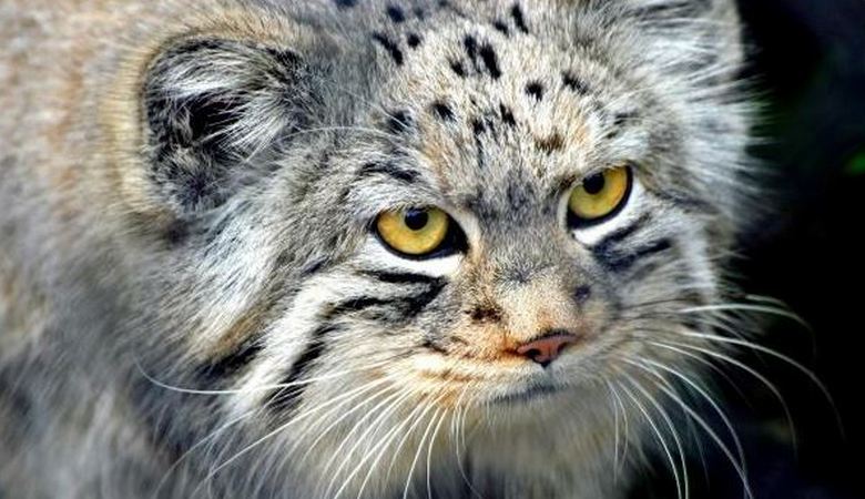 Vanha nainen, joka suojasi vähän kissanpentua, sai uskollisen ystävän ja suojelijan