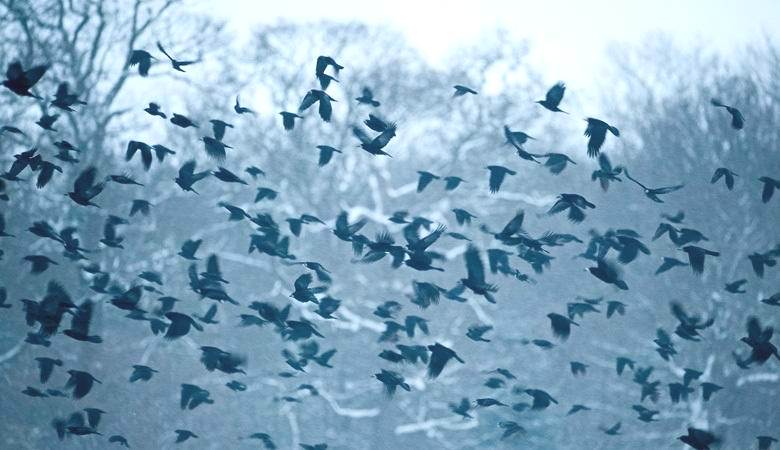 Kalifornialainen parvi kiertää UFO: n ympäri