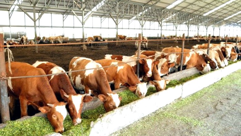 Onko syytä luopua lihasta massiivisesti