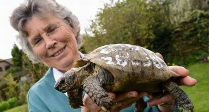 Centennial kilpikonna palasi kotiin pitkien vaellusten jälkeen