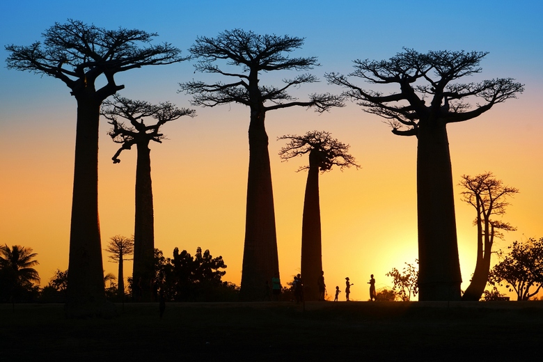 Etelä-Afrikan vanhimpien baobabien outo kuolema