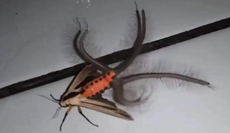 Outo moli pelotti Internetiä ulkonäöltään