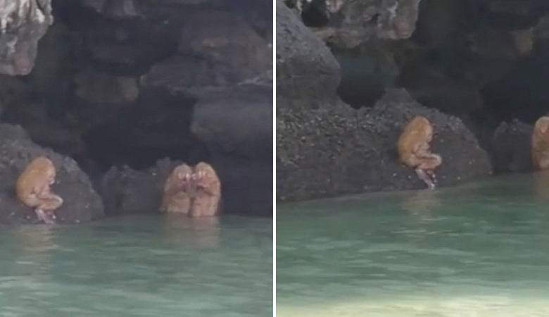 Oudot musiikkieläimet osuivat videoon Thaimaassa