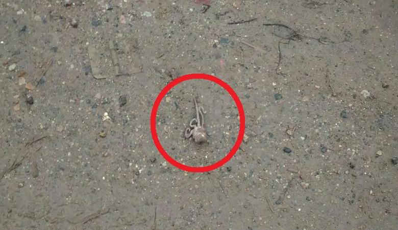 Kummallisia olentoja tuotiin Veliky Novgorodin sateeseen