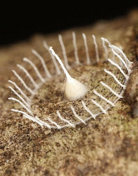 Oudon muodostuminen hämähäkkiverkkoista löytyi Amazonin viidakosta