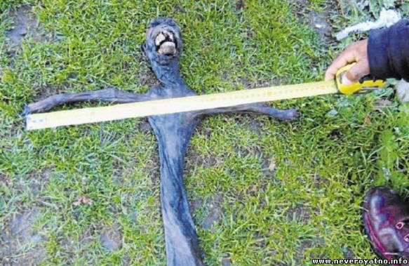 Outo olento löydettiin Etelä-Afrikasta