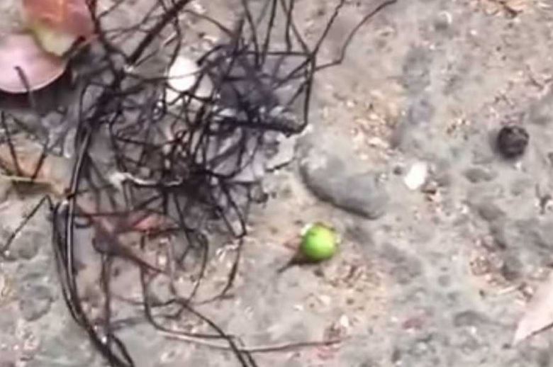 Taivanlainen omituinen olento, hyvin samanlainen kuin muukalainen