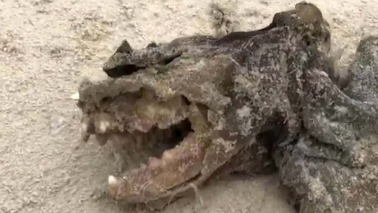 Outo olento heitti Charleston Beachille