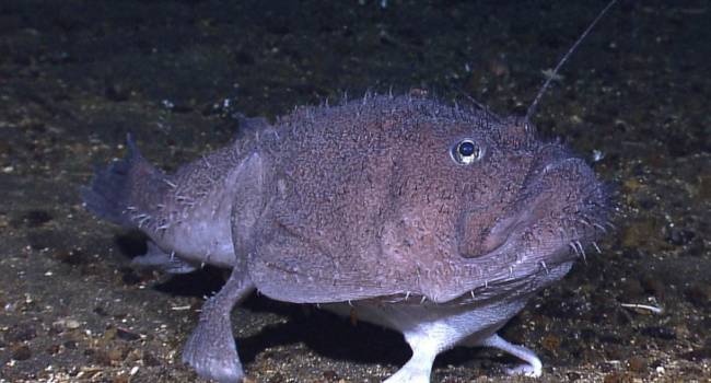 Tutkijoiden löytämä outo kala jaloilla