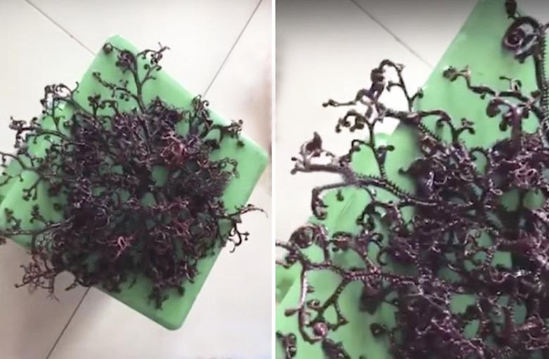 Vietnamista löytynyt tuntemattoman alkuperän olento