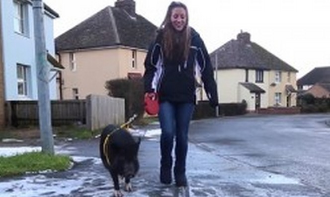 Sika, jolla on kotikoiran asema