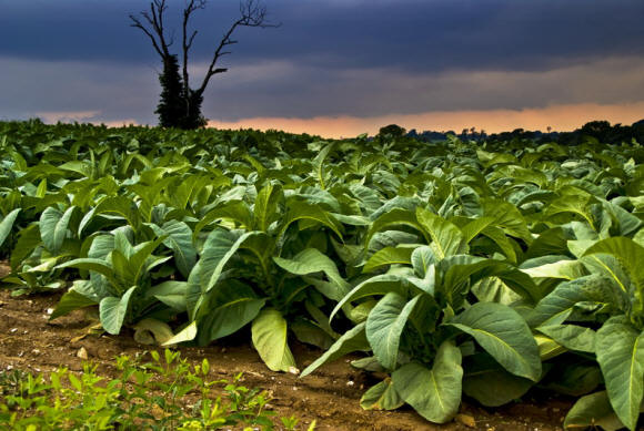 Hapan tupakkakenttä iltahämärässä. Huomaa kaksi tuumaa tuulimyllyä näkyvissä horisontissa