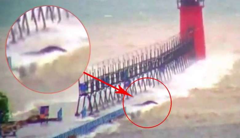 Michigan-järveltä löydetty salaperäinen olento