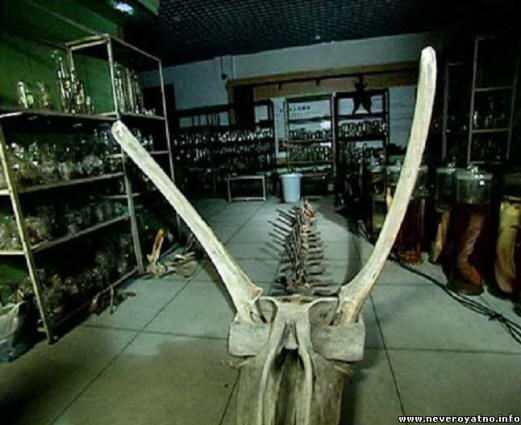 Kiinan merilokin salaisuus