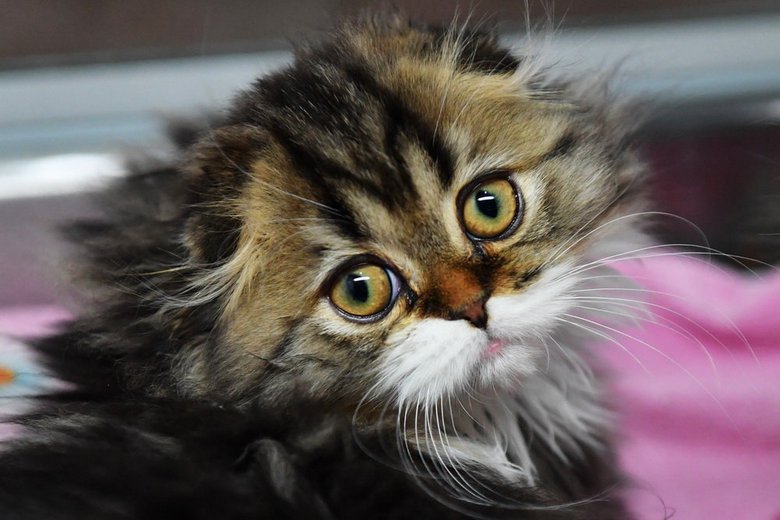 Onko kissa kävely yksin?