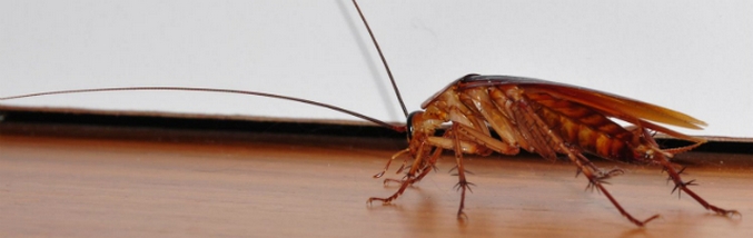 Torakka on tuo henkilö!