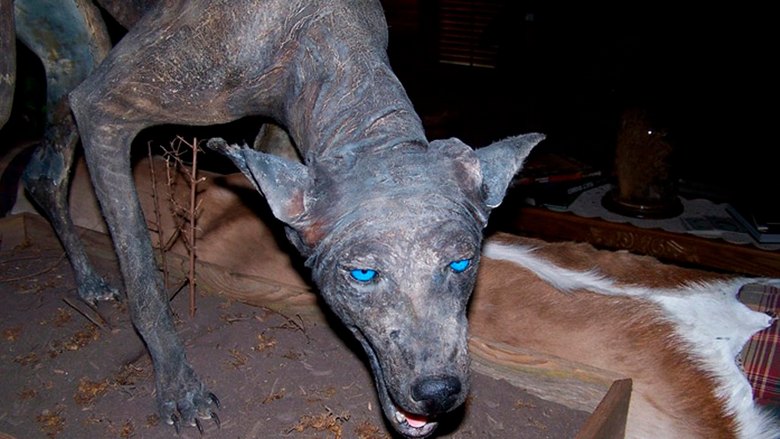 Nyt Chupacabra pelotti Kazakstanin kansaa