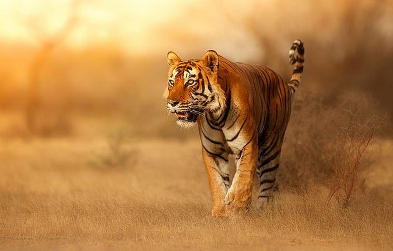 Tiikerit ovat punaisia, koska uhrit näkevät ne ... vihreiksi.