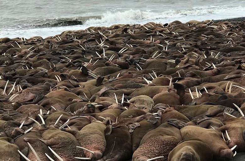 Tuhannet kursut miehitti Alaskan rannikon