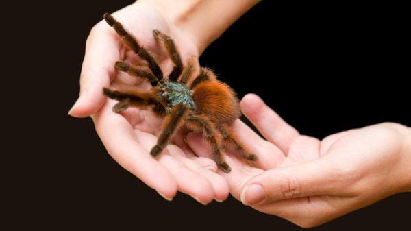 Hämähäkki ryömii ylös käsivarteen 