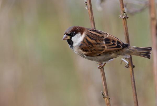 lintu osui ikkunaan ja ente hajosi 