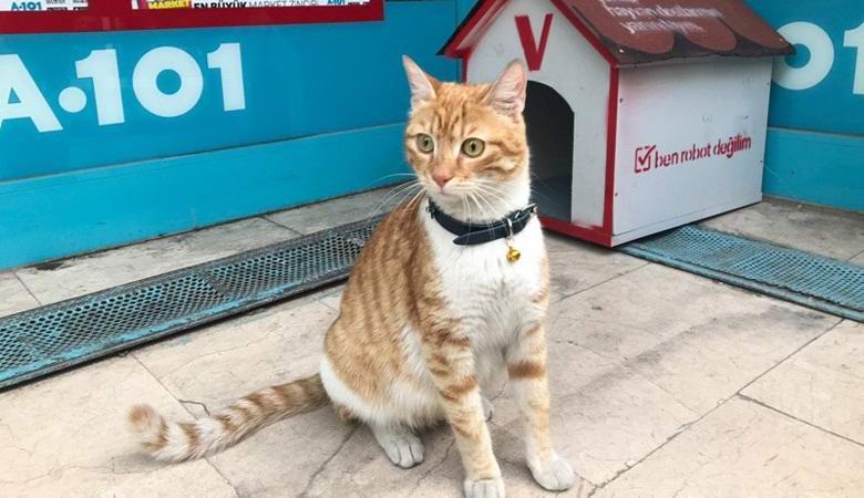 Turkkilainen kauppa palkattu