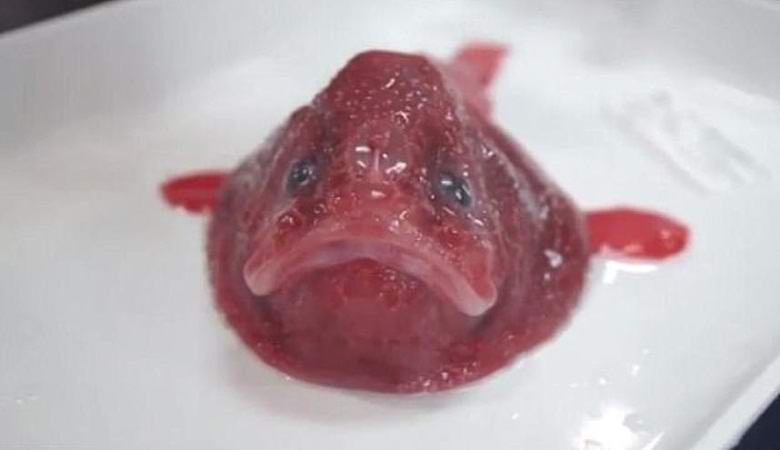 Tuntemattomia tieteellisiä olentoja, jotka löydettiin Australian rannikolta