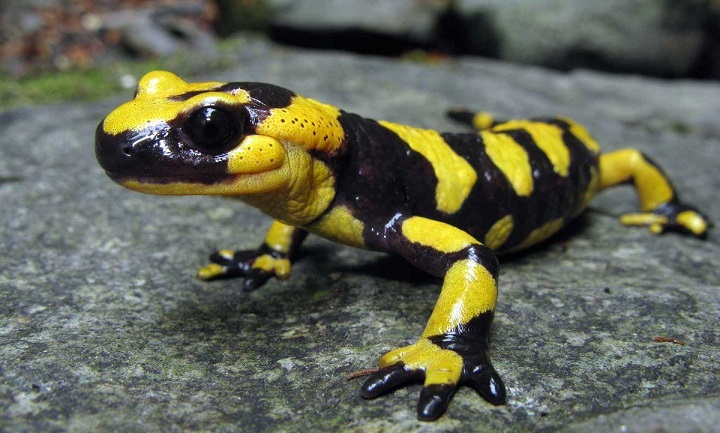 Ihmiset löysivät kyvyn korjata itseään kuin salamanteri