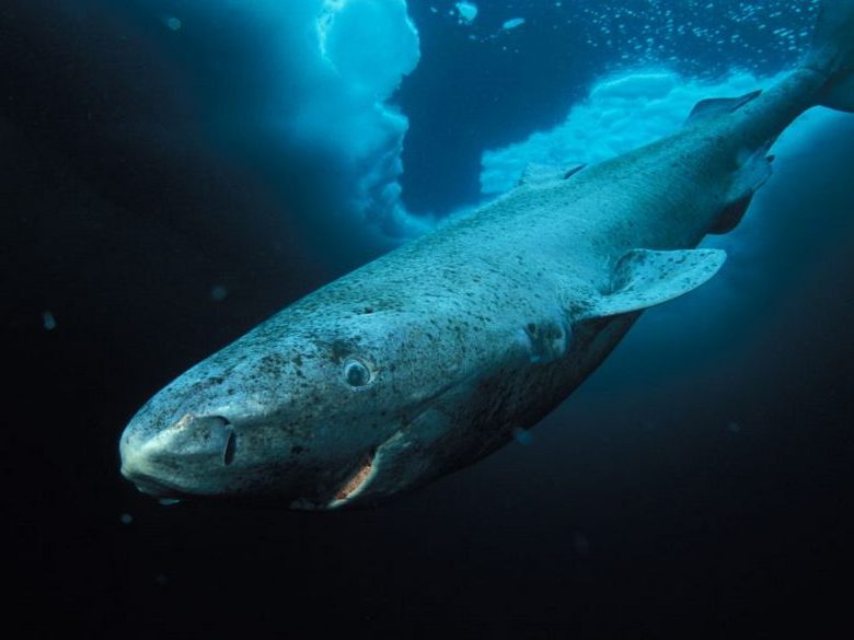Tutkijat ovat löytäneet hain, joka on asunut yli viisisataa vuotta