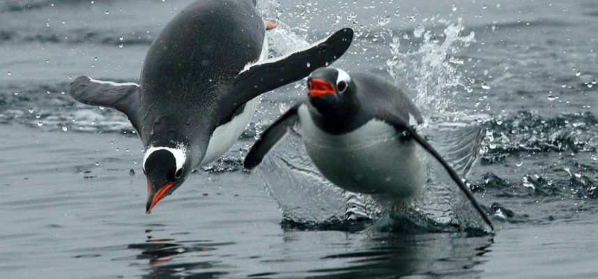 Tutkijat ovat havainneet, että pingviinit todella 