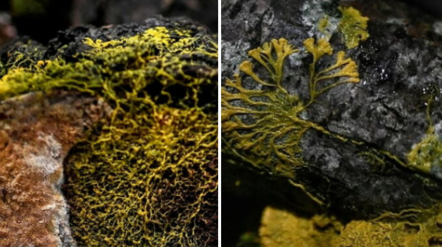 Tutkijat ovat löytäneet salaperäisen itseparantuvan olennon.