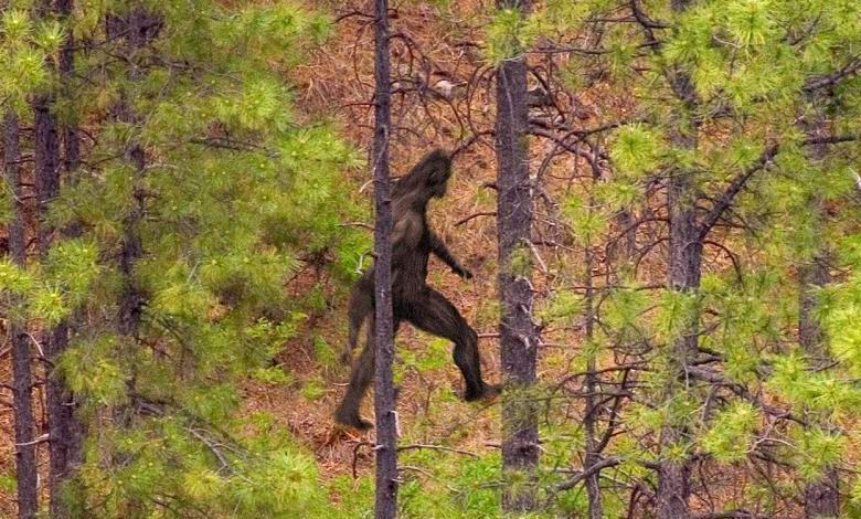 Tutkijat ovat päättäneet, kuka lumiukot ovat.