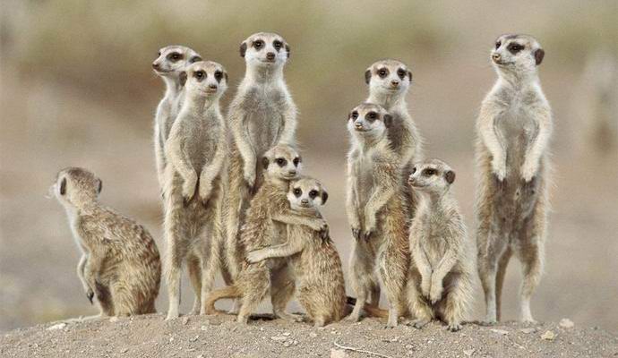 Tutkijat ovat löytäneet raivoisimman eläimen