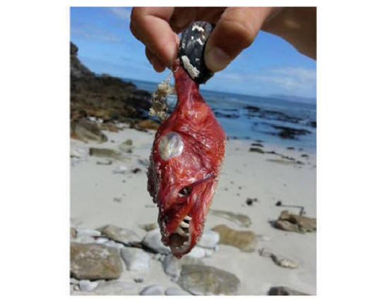 Tutkijat ovat hämmästyneitä outosta olennosta, joka löytyy Etelä-Afrikan rannalta