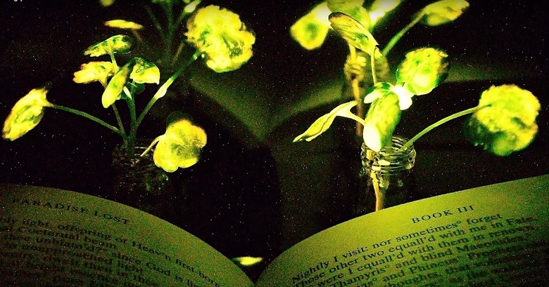 Tutkijat ovat lähellä loistavien kasvien luomista