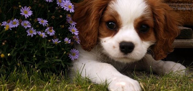 Tutkijat ovat ottaneet käyttöön koiran haukan kääntäjän ohjelman