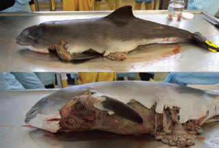 Tutkijat ovat varoittaneet sinettien vaarasta delfiineille ja ihmisille