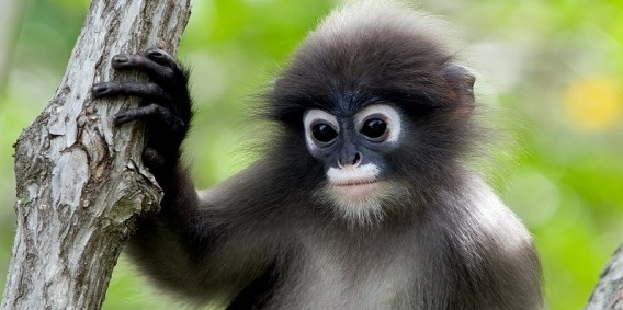 Tutkijat ovat kyenneet todistamaan, että apinat ovat syntyneet ihmisistä